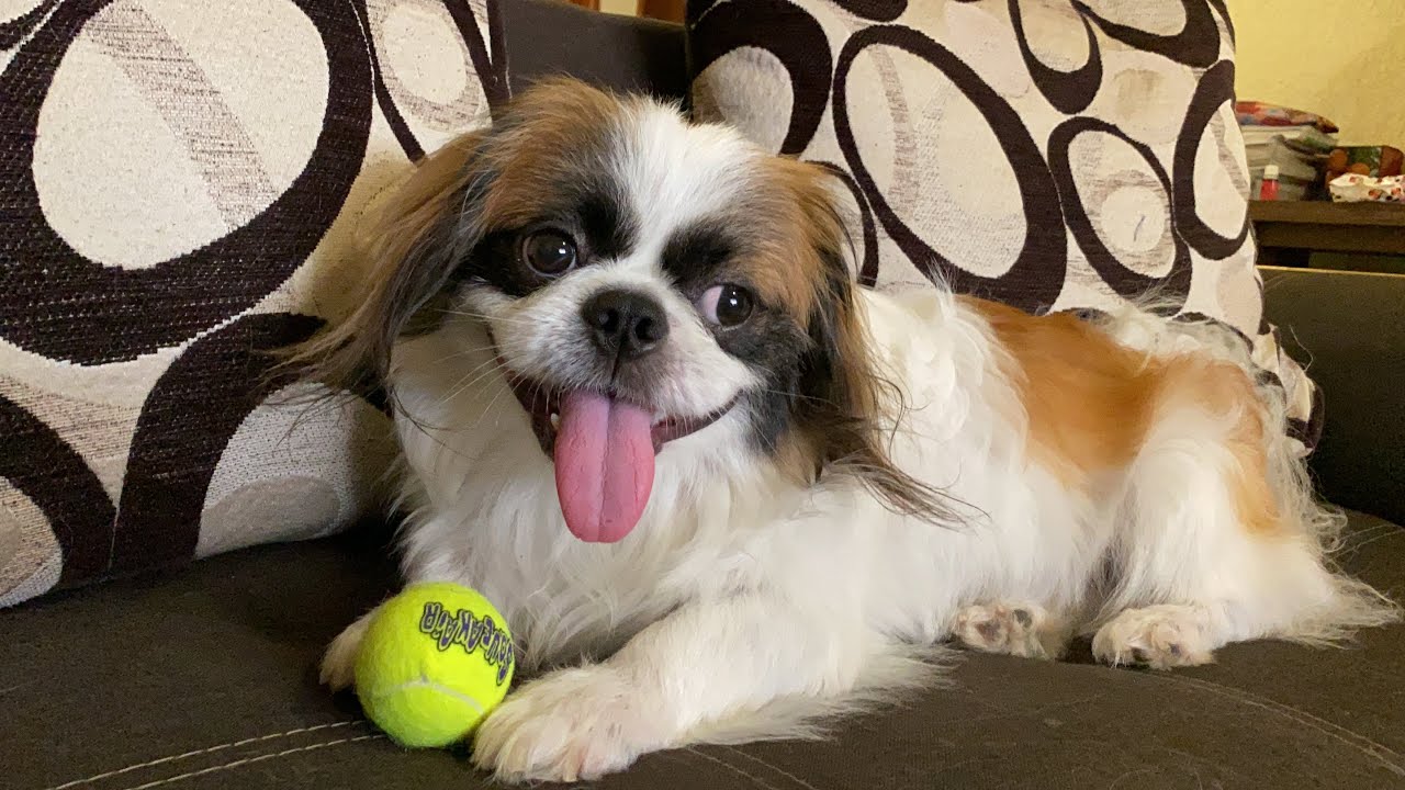 ENSEÑA a tu PERRO a SENTARSE | FÁCIL, SENCILLO, RÁPIDO | La Casita de los Shih Tzu