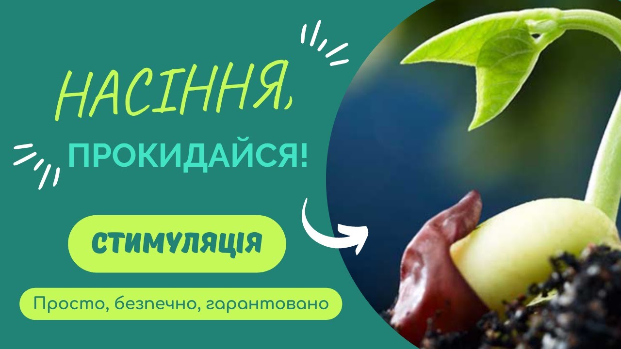 Як і чим обробити насіння перед посівом? Ч.2. Стимуляція: просто, безпечно, ефективно