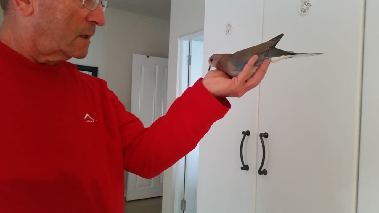 Birdie - A Laughing Dove - May 2020