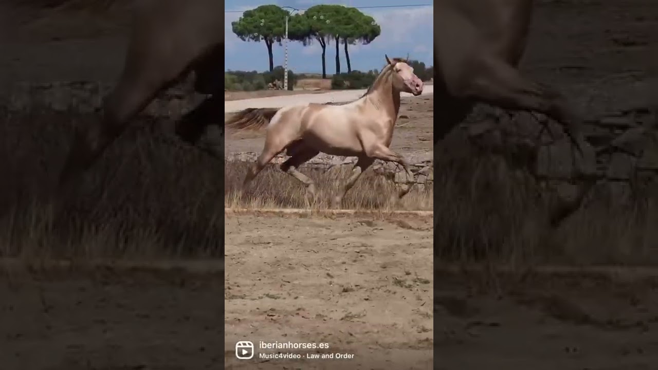 Impressive our Perlino born in 2019.