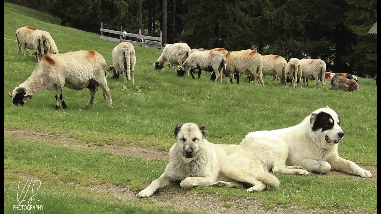 MASURATUL OILOR IN MUNCELU DOBRAII! O TRADITIE VECHE DE SUTE  DE ANI!