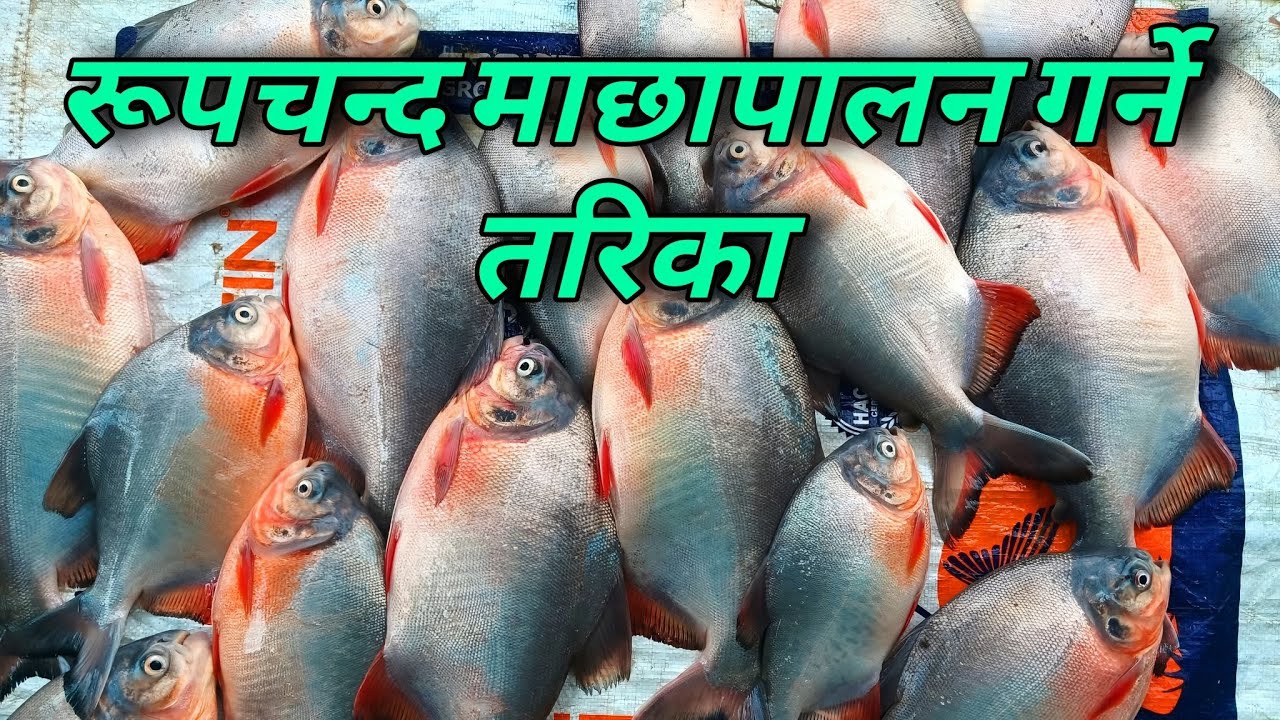 रुपचन्द माछापालन बारे सम्पूर्ण जानकारी । Rupchand fish farming 