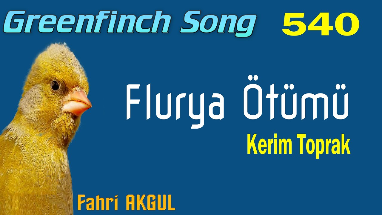 Flurya Kuşu ötümü 540