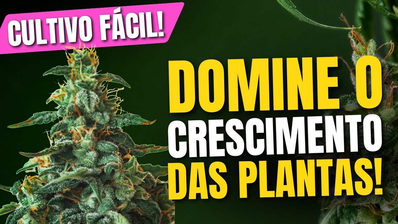 PLANTAS TRAVADAS? Descubra as principais causas e como resolver esses problemas
