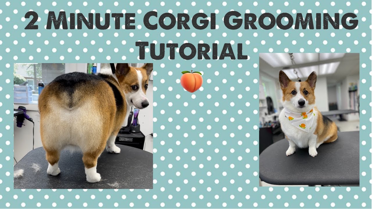 Corgi Grooming Quick and Easy Tutorial to Get the Perfect Round Booty 🍑