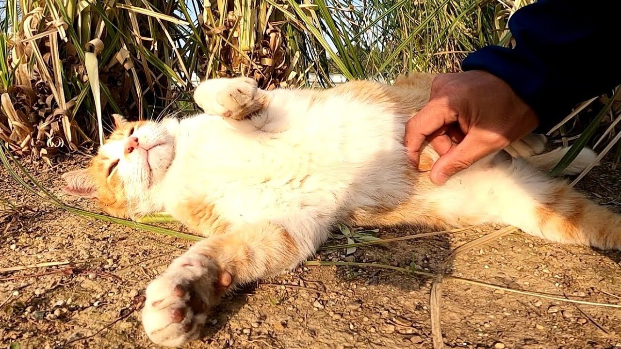 Бродячая кошка, которая много говорит, сегодня спит в траве