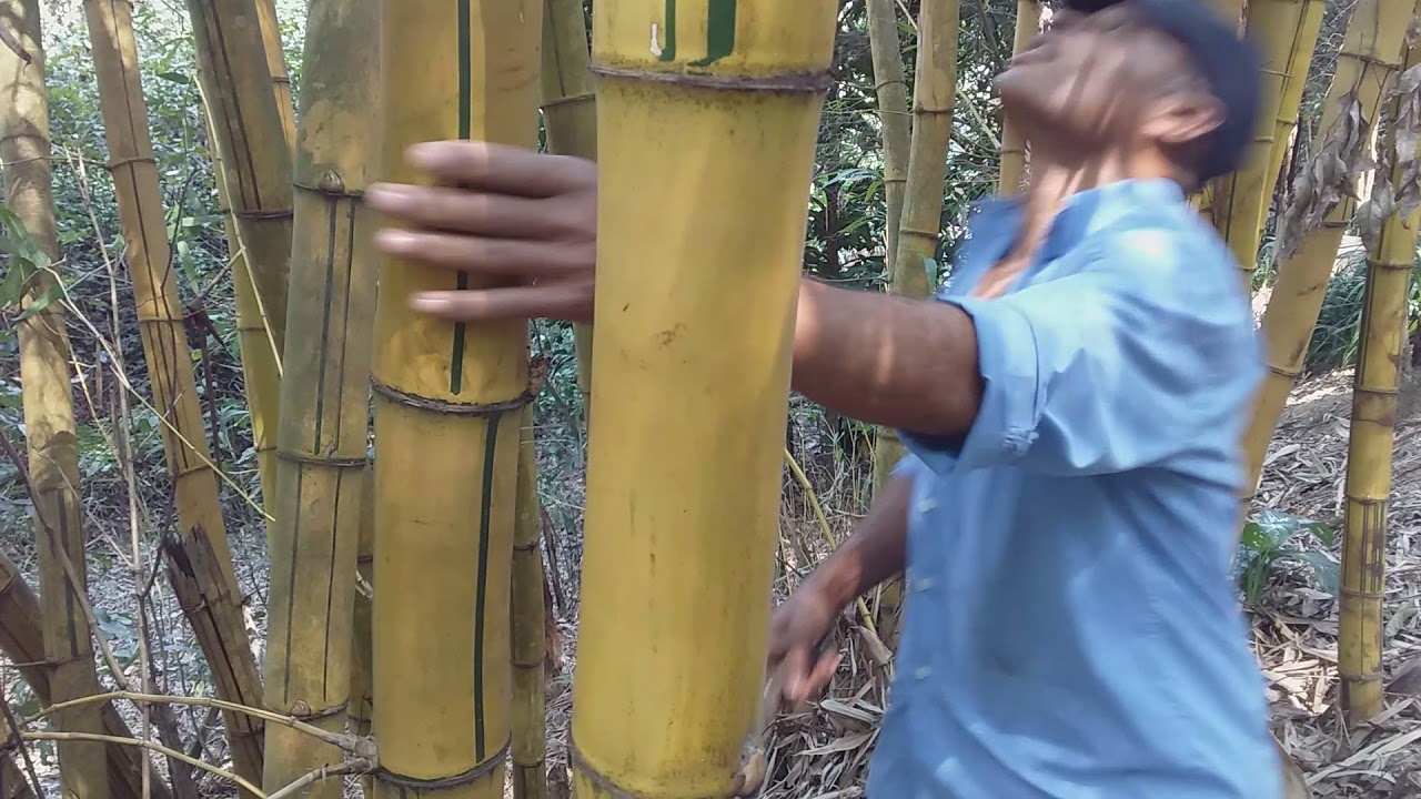 bambu amarelo tão duro de corta😲😖