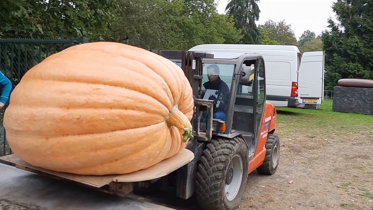 Weigh off 2021 Utrecht | My 635,5 kg pumpkin almost got disqualified!