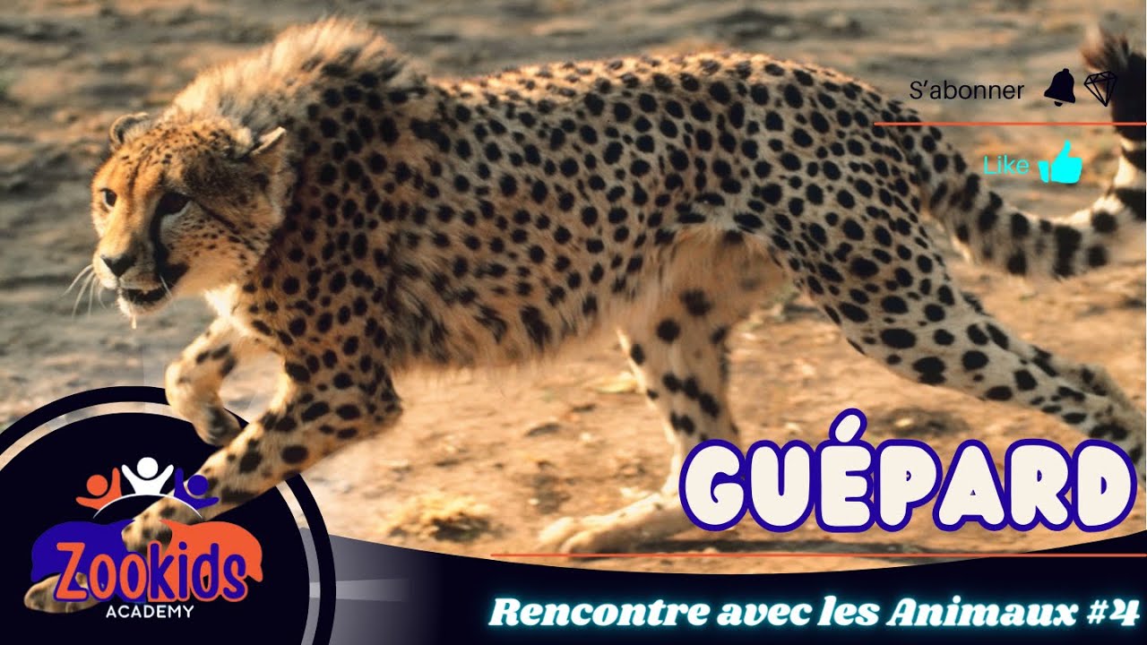 Rencontre avec les Animaux 4 | Guépard | Animaux sauvages | éducation pour enfant