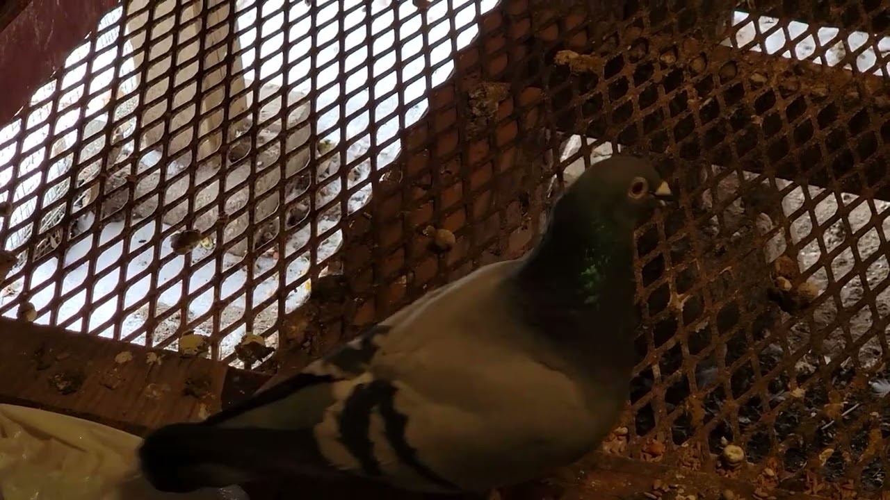 Good bird | Racing Pigeon | Homer | Kabutar
