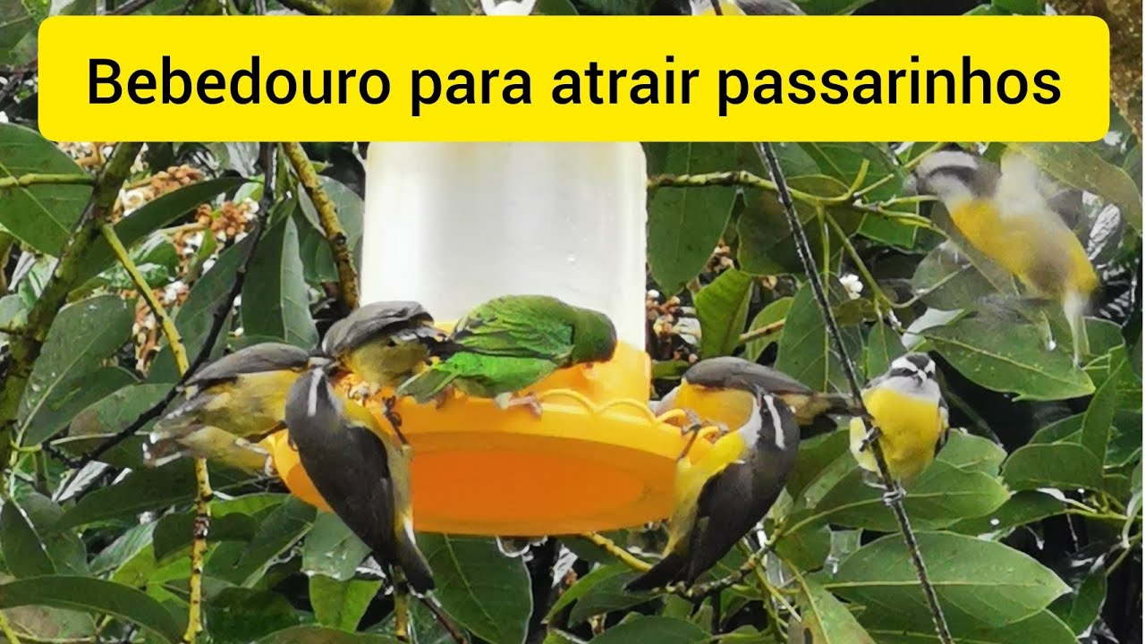 Milhares de passarinhos.
Como atraí-los para sua casa.