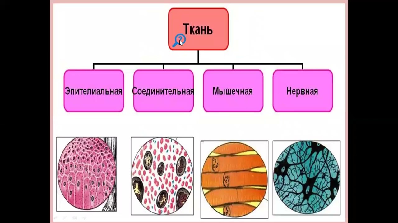 Ткани человека