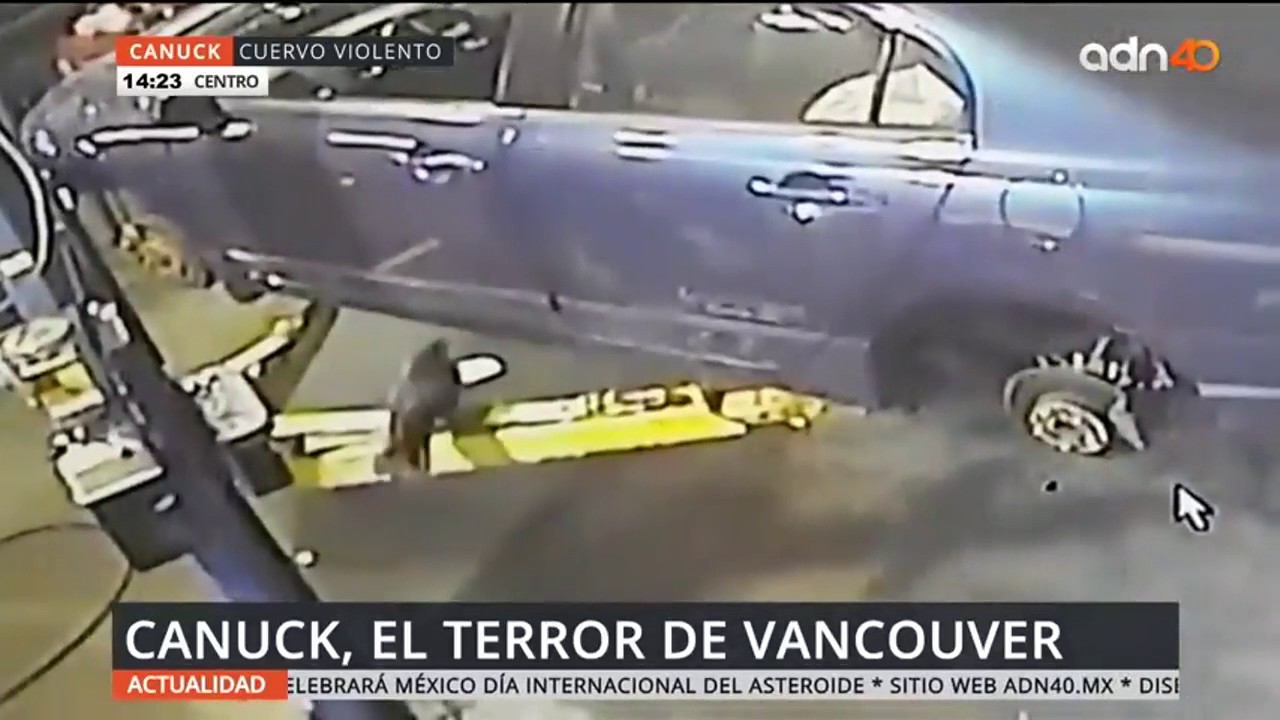 Un cuervo causa terror en Vancouver