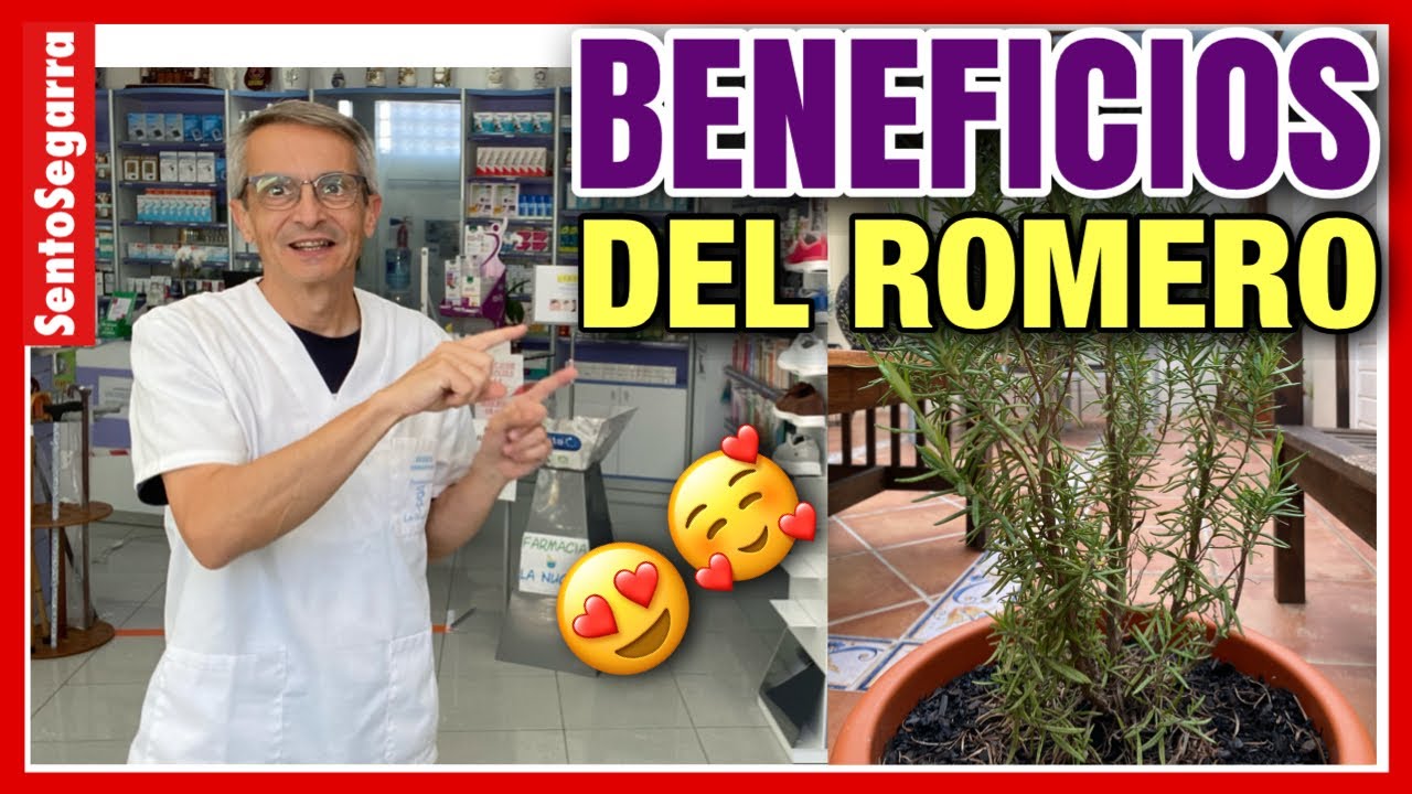 ✅ ROMERO BENEFICIOS 😀 ¿Para qué SIRVE 🤔el ROMERO?