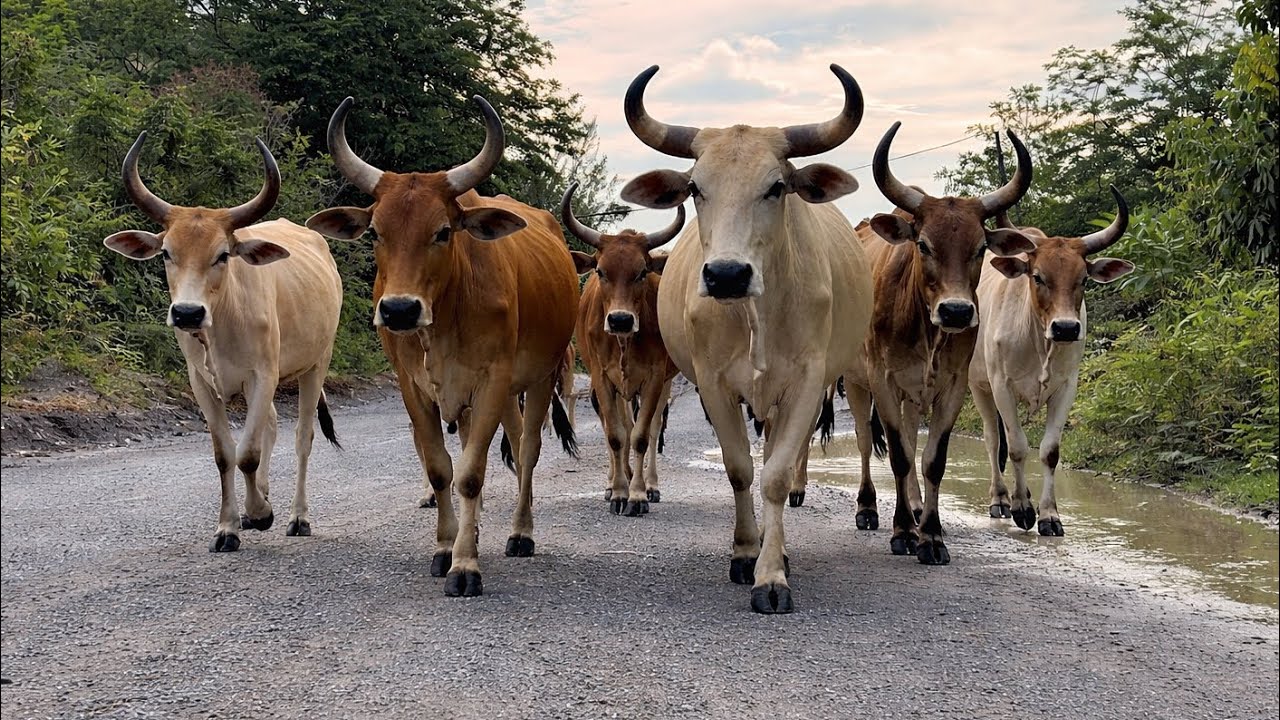 Menggembala kawanan sapi lembu jinak yang gembira melewati jalan pedesaan yang luas 