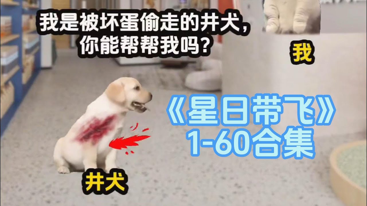 第1-60集 | 小小兽语轻松拿捏.#catmemes #cat #小说 #故事 #短剧 #story #悬疑 #推文 #一口气看完 #情感 #玄幻 #异能 #娱乐 #破案 #侦探 #搞笑
