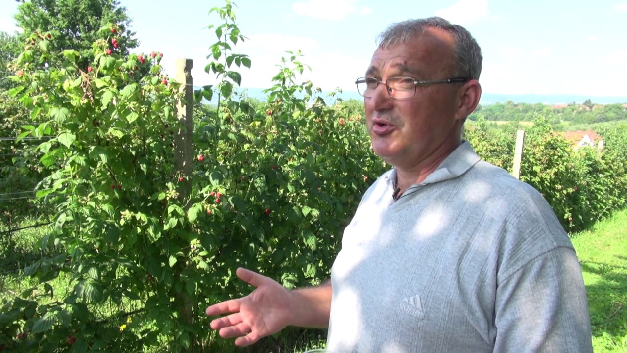 Zlatno klasje #133: Maline je najbolje prodati svježe, krajnjem kupcu za konzumaciju