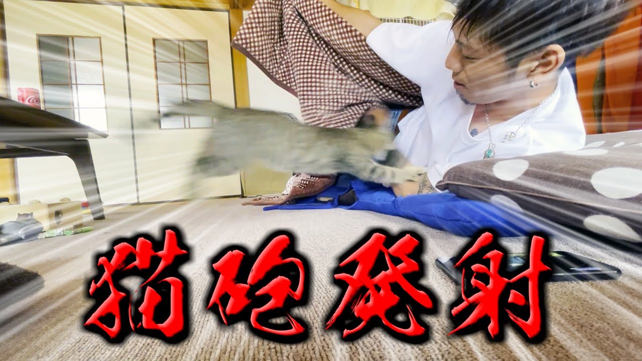 やんちゃ盛りの子猫と戯れる昼休み