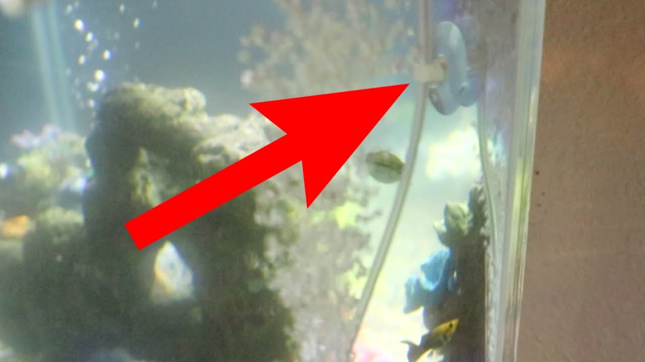Pawfly Aquarium Suction Cup Clips