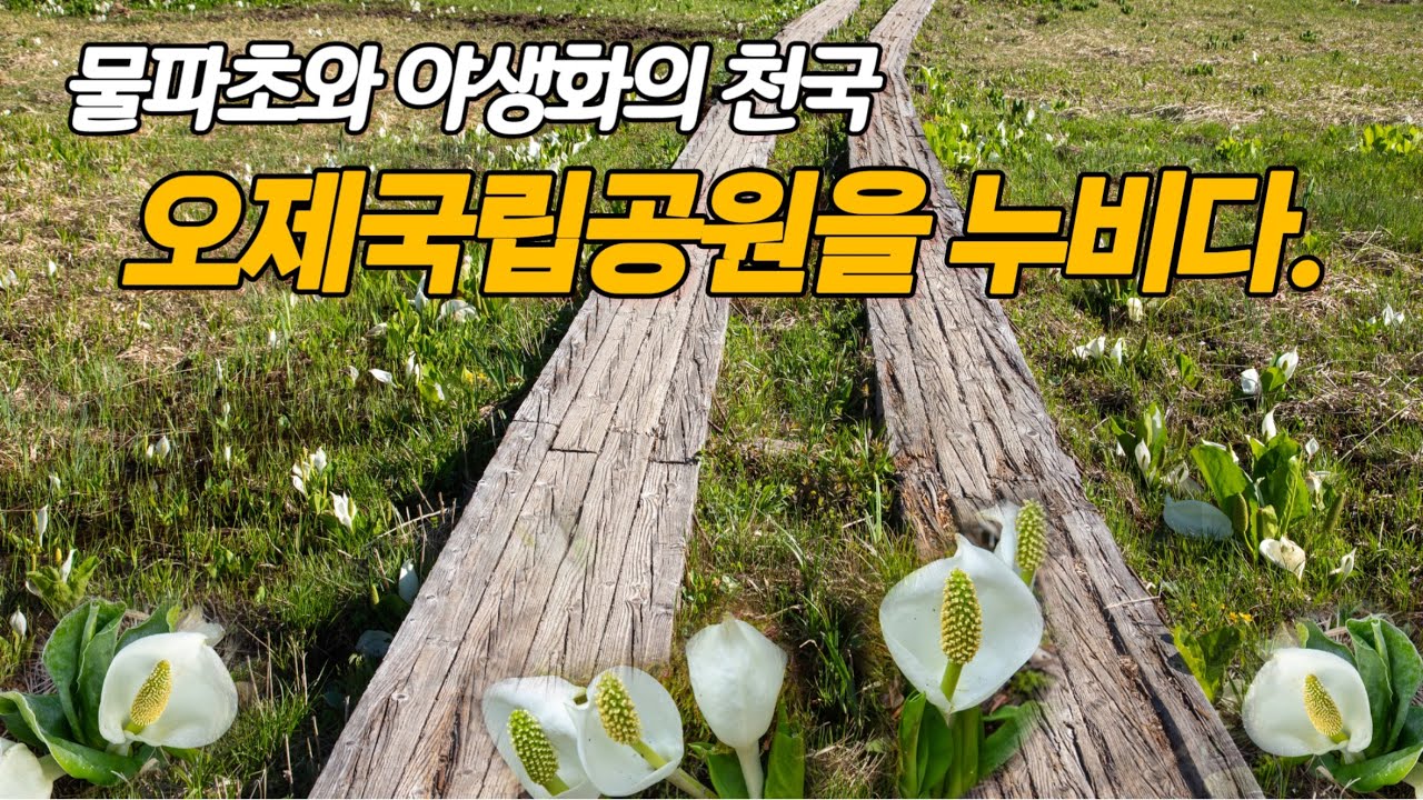 (해외🇯🇵) 물파초의 천국 오제국립공원(2박3일)/고원 습지를 걷다/오오에습원 /길위의 인생 봇카/오제누마/최대습지 트레킹 오제가하라/산죠폭포/尾瀬/三条滝/尾瀬ヶ原