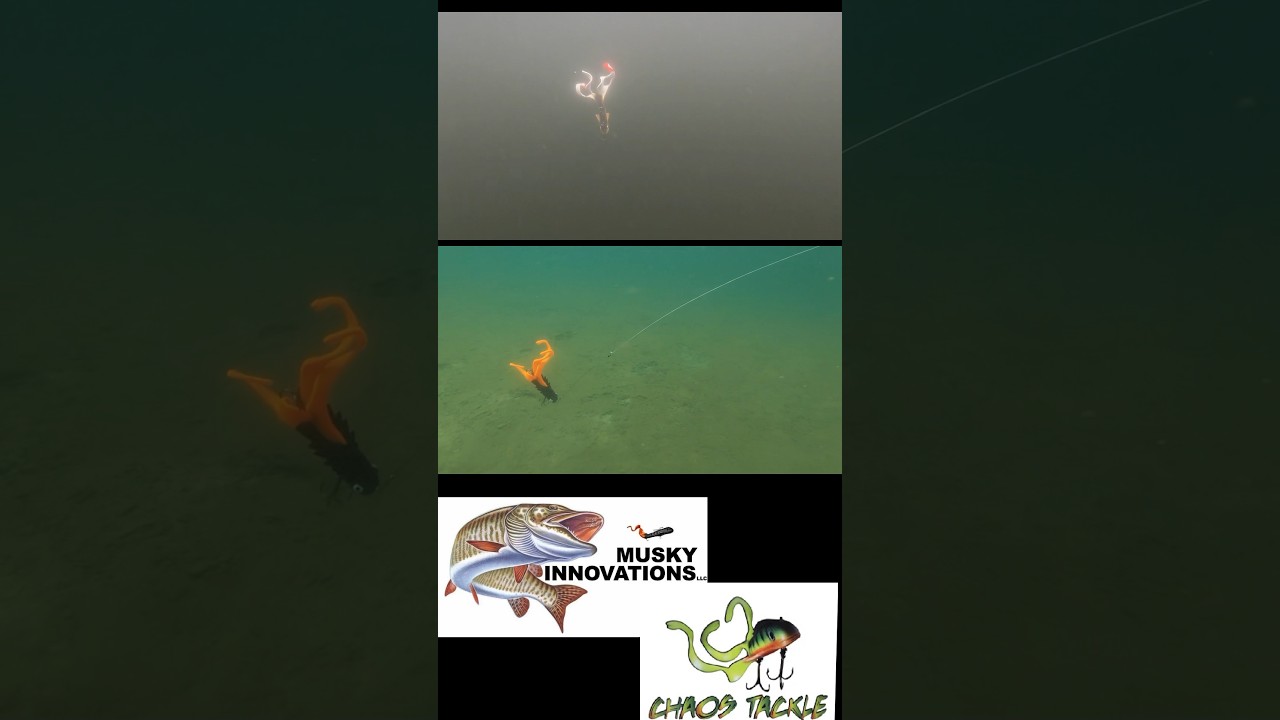 QUAD DAWG VS MEDUSSA! Contender vs Champ #muskyfishing #thisisreallife