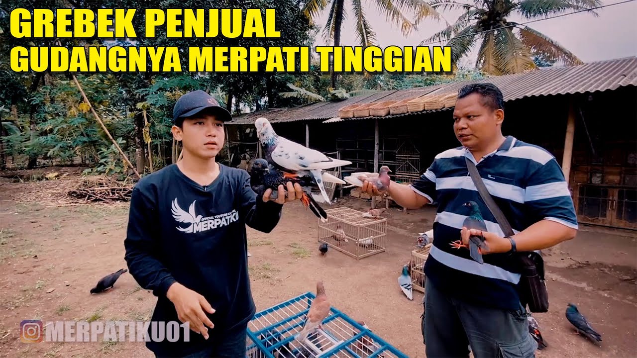 GUDANGNYA MERPATI TINGGIAN ADIPALA - CILACAP