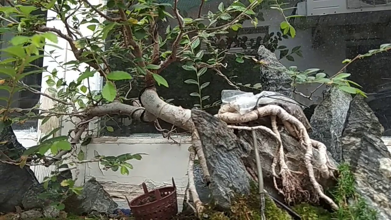 Zelkova penjin 2&ordf; abril 2018