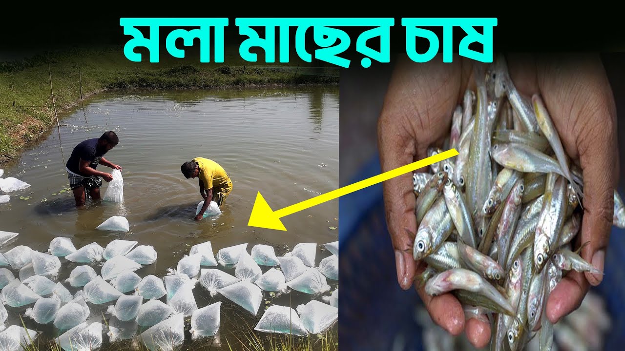 বিনা খাদ্যে মলা মাছ কিভাবে চাষ করবেন || মলা মাছের চাষ ব্যবস্থা || Shakib Agro