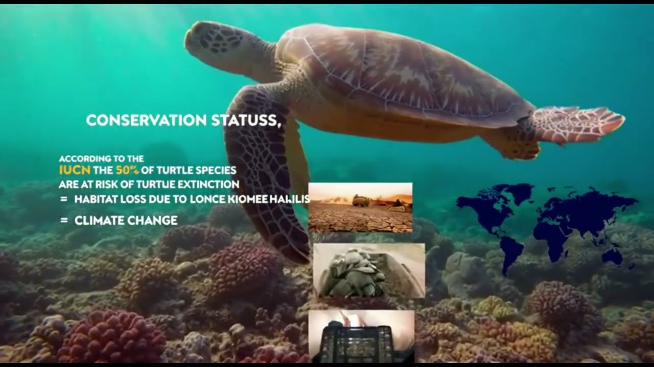 Turtle species around the world and the spiritual mysteries you didn't know