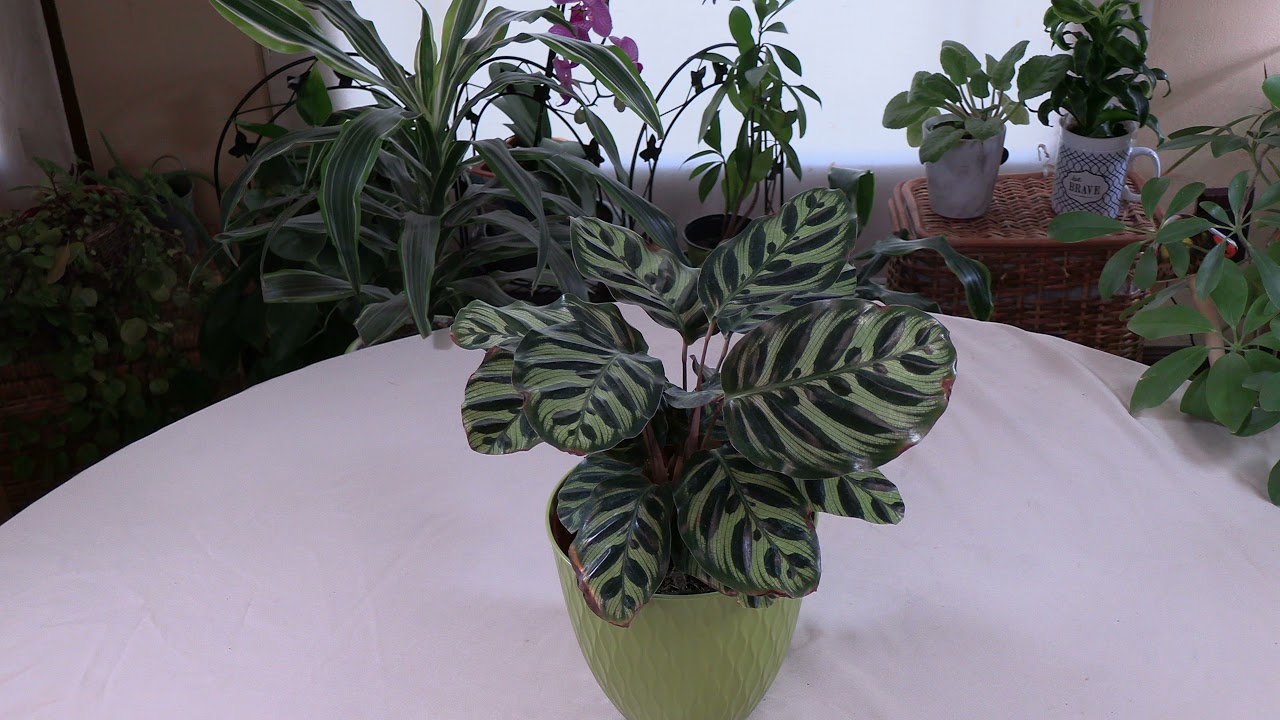 What Prayer Plant looks like in Prayer