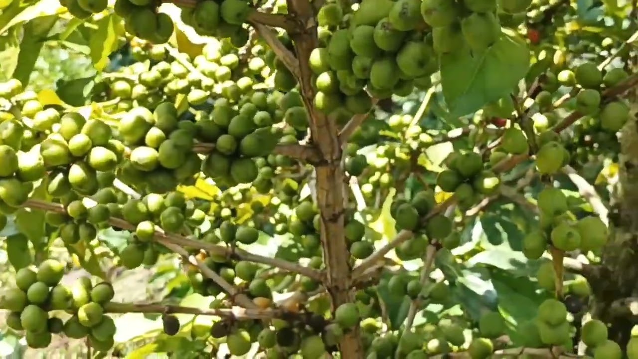 Coffee Farming: Ruiru 11 Variety Vs Batian Variety