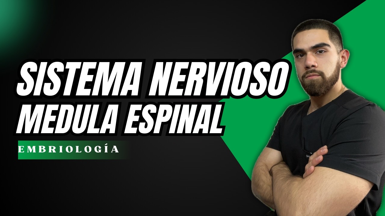 Desarrollo del SISTEMA NERVIOSO | Neurulación, Vesículas encefálicas y médula espinal