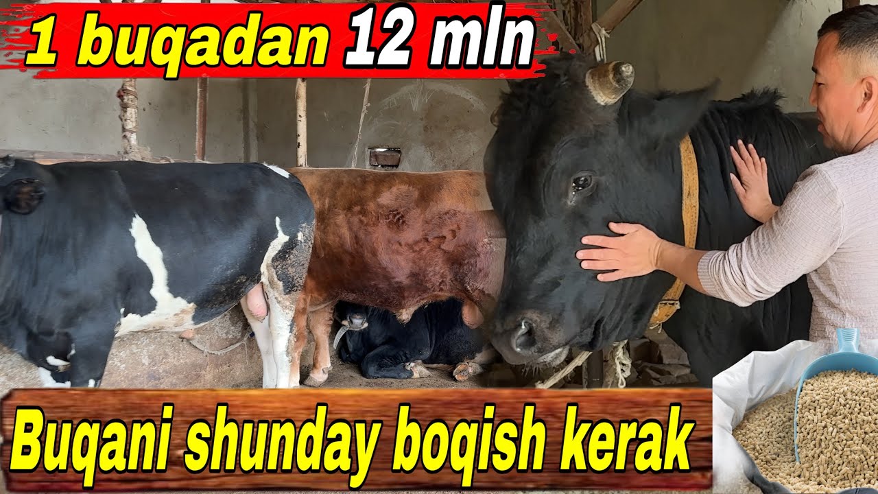Novvos boqib qancha pul topsa bo&rsquo;ladi? 7-12 MLN!