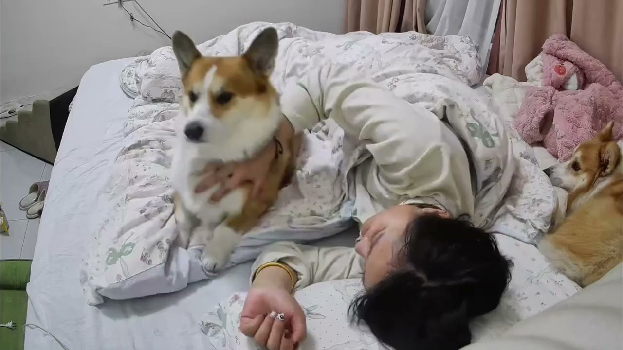 I have quite a bad temper #Corgi#You won t know the joy of keeping a dog until you hav