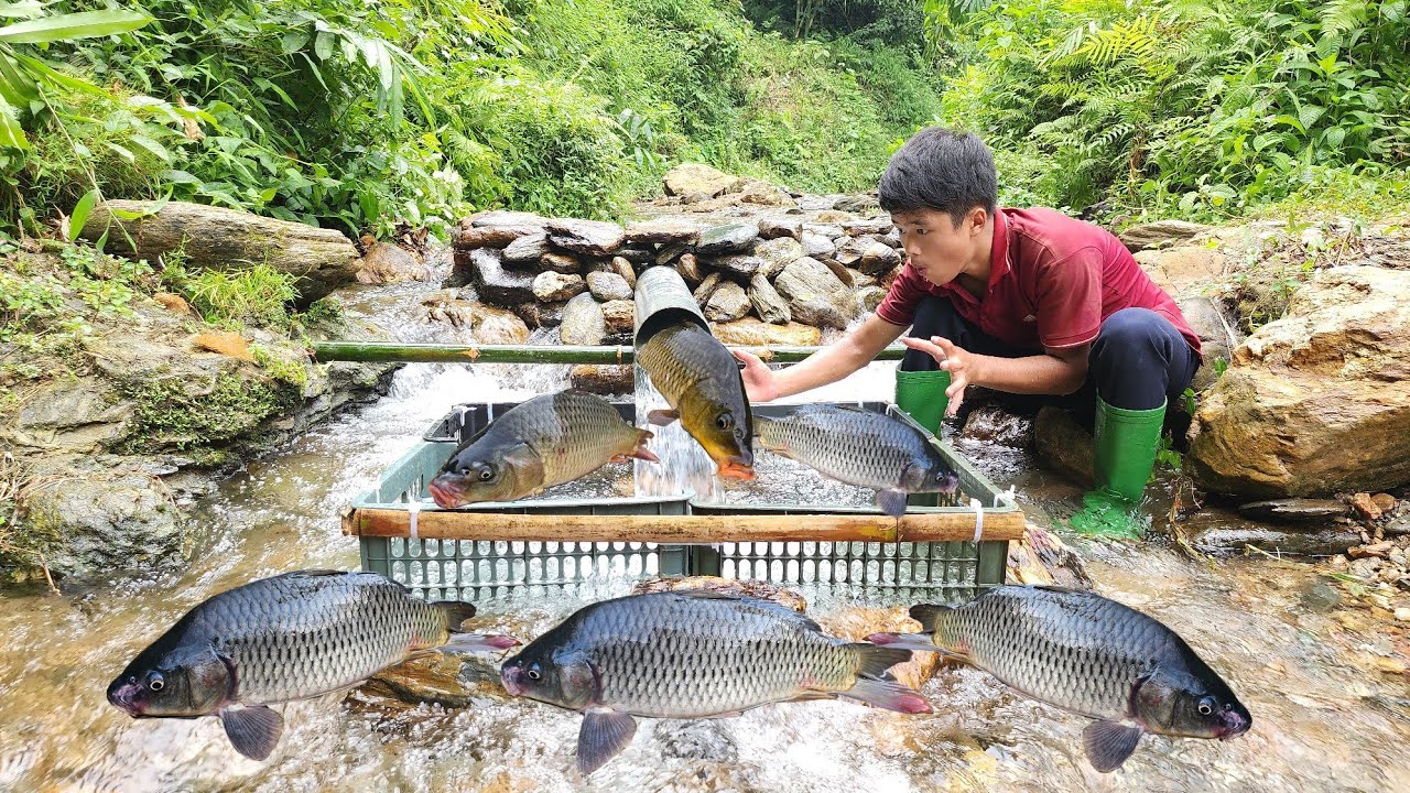 Lam boy used PVC pipe as a fish trap in the stream. Luckily caught a big batch of fish.
