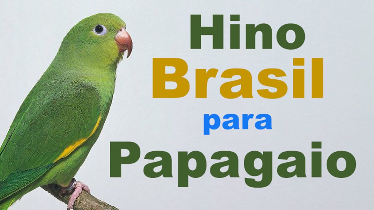 Hino brasil para papagaio - hino para treinar papagaio
