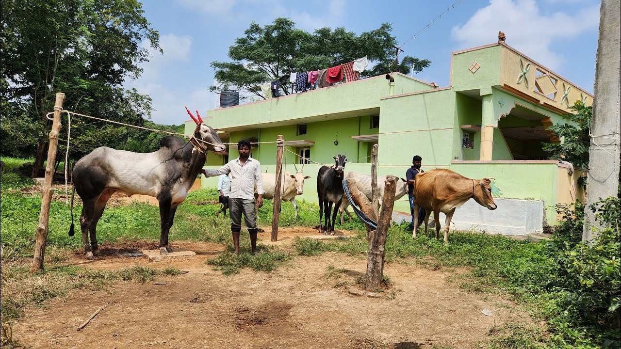 4ಲಕ್ಷಕ್ಕೆ  ಹೋರಿ ಮಾರಾಟ ಮಾಡಿದ ರೈತ |hallikar stud bull owner ದೊಡ್ಡರಿ ಮೋಹನ#hallikar