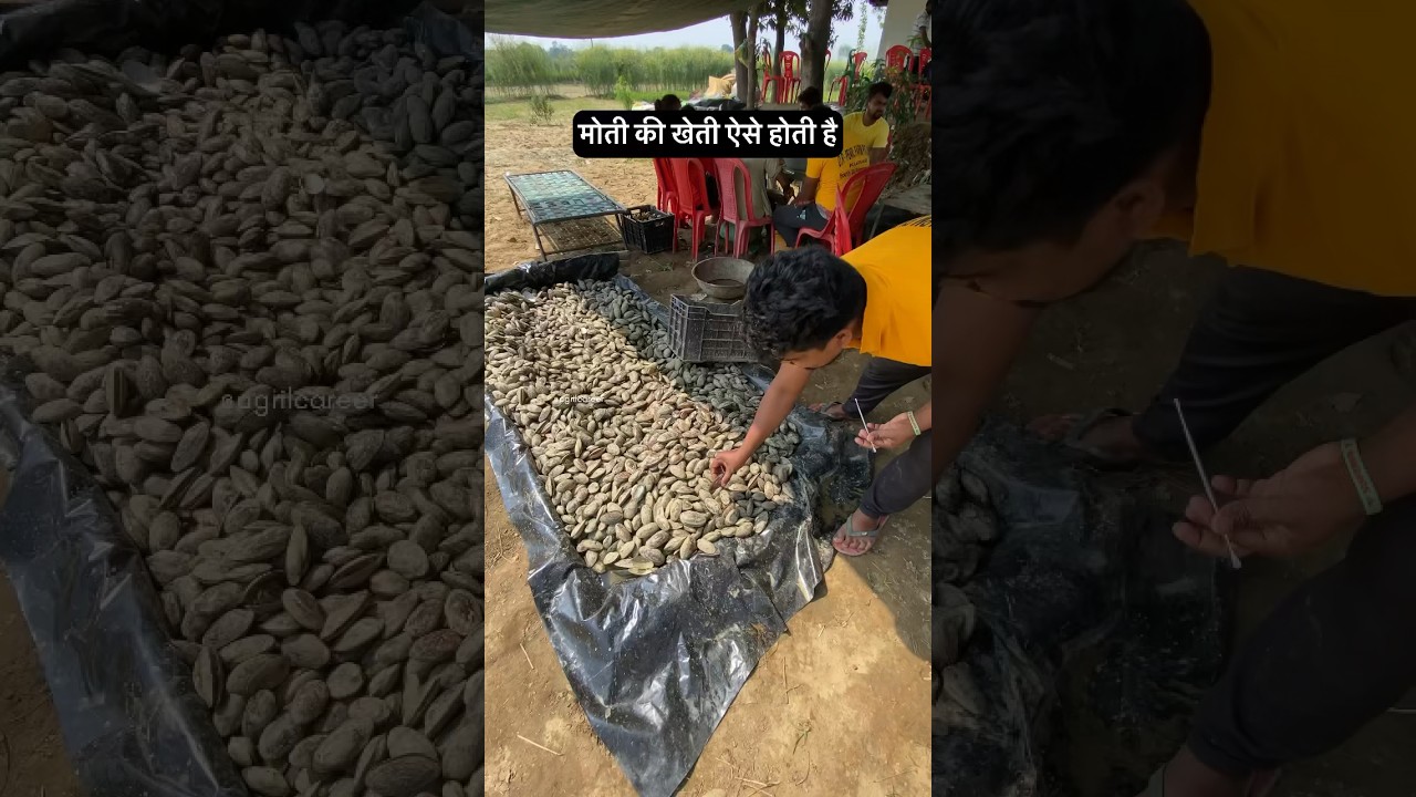 Pearl harvesting ✨💰 | Pearl farming business in India | AGRIL CAREER
