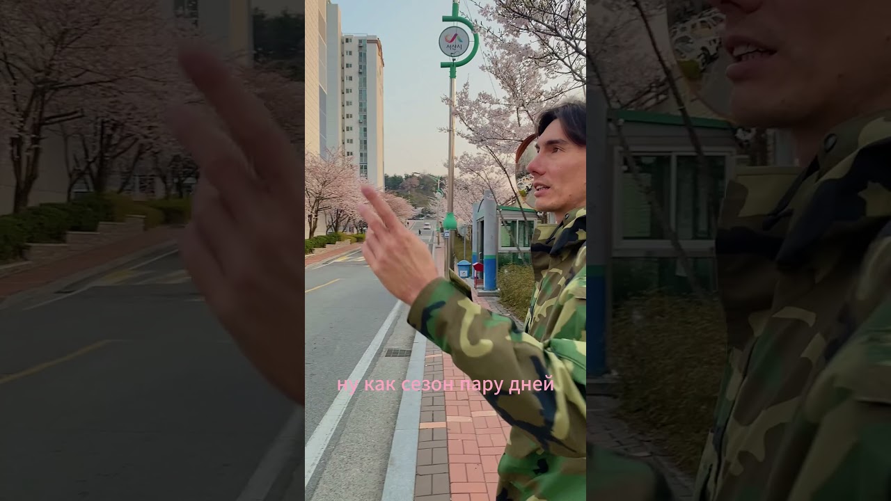 Цветение Сакуры или Вишни!  