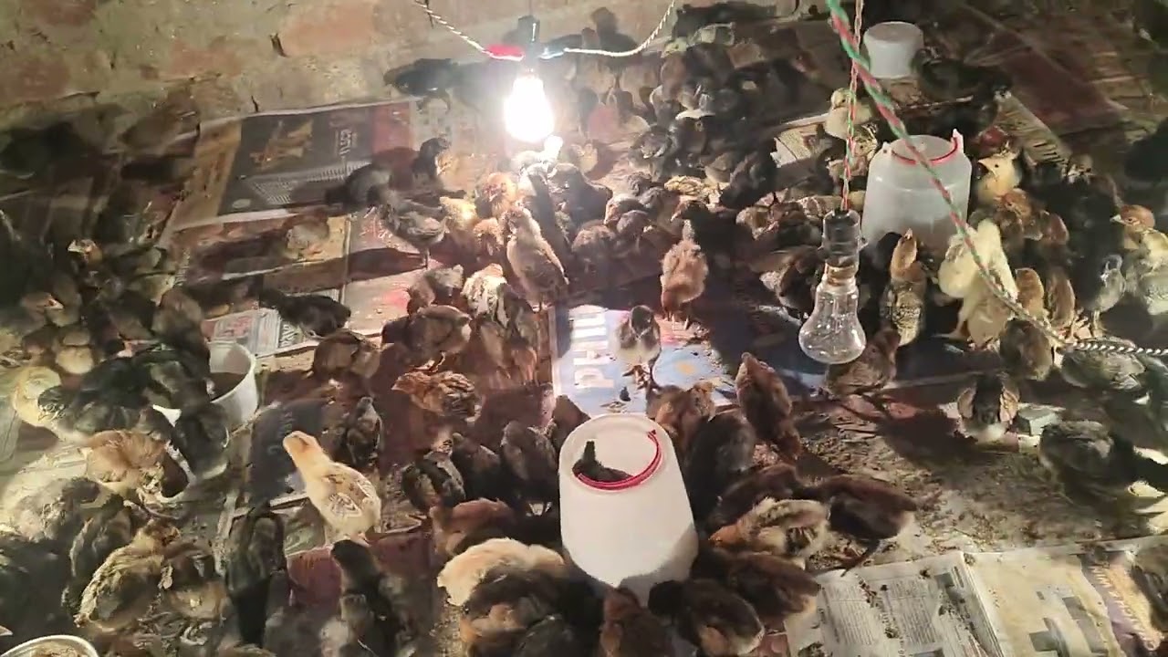 Chicks Care 0-10 Days 