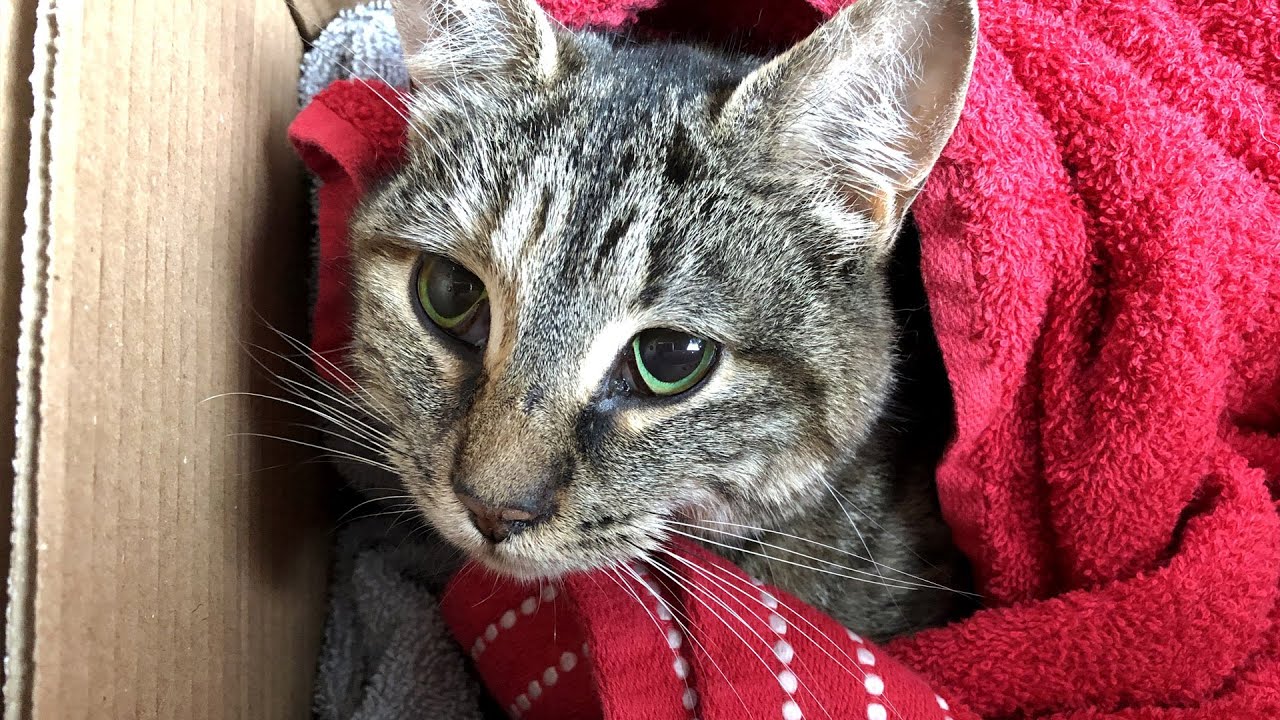 My Barn Cat Got Run Over by a Car 💔