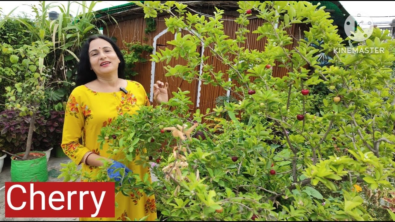 Best fertilizer for cherry | गमले में लगे चेरी के पौधे से जादा फल कैसे ले