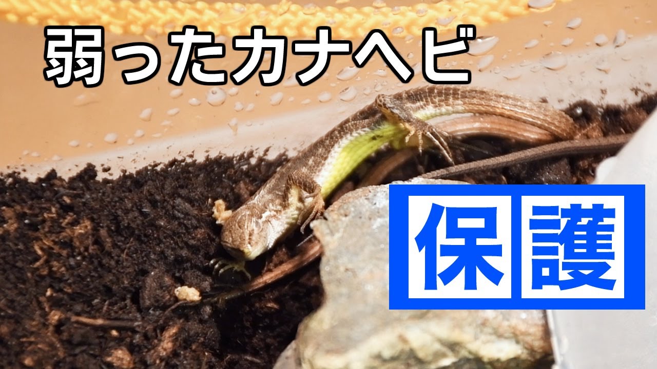 弱ったカナヘビを保護しました【強制給餌】
