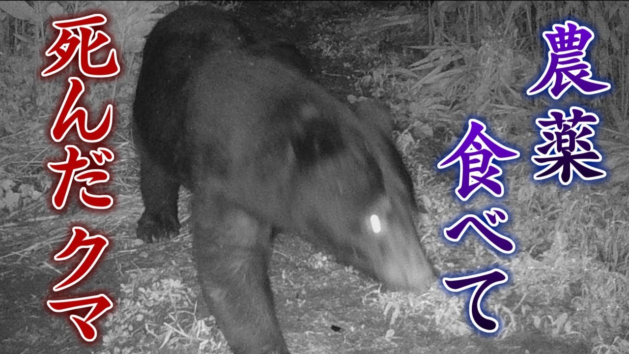 農薬食べて死んだクマ「このままでは自然動物園」