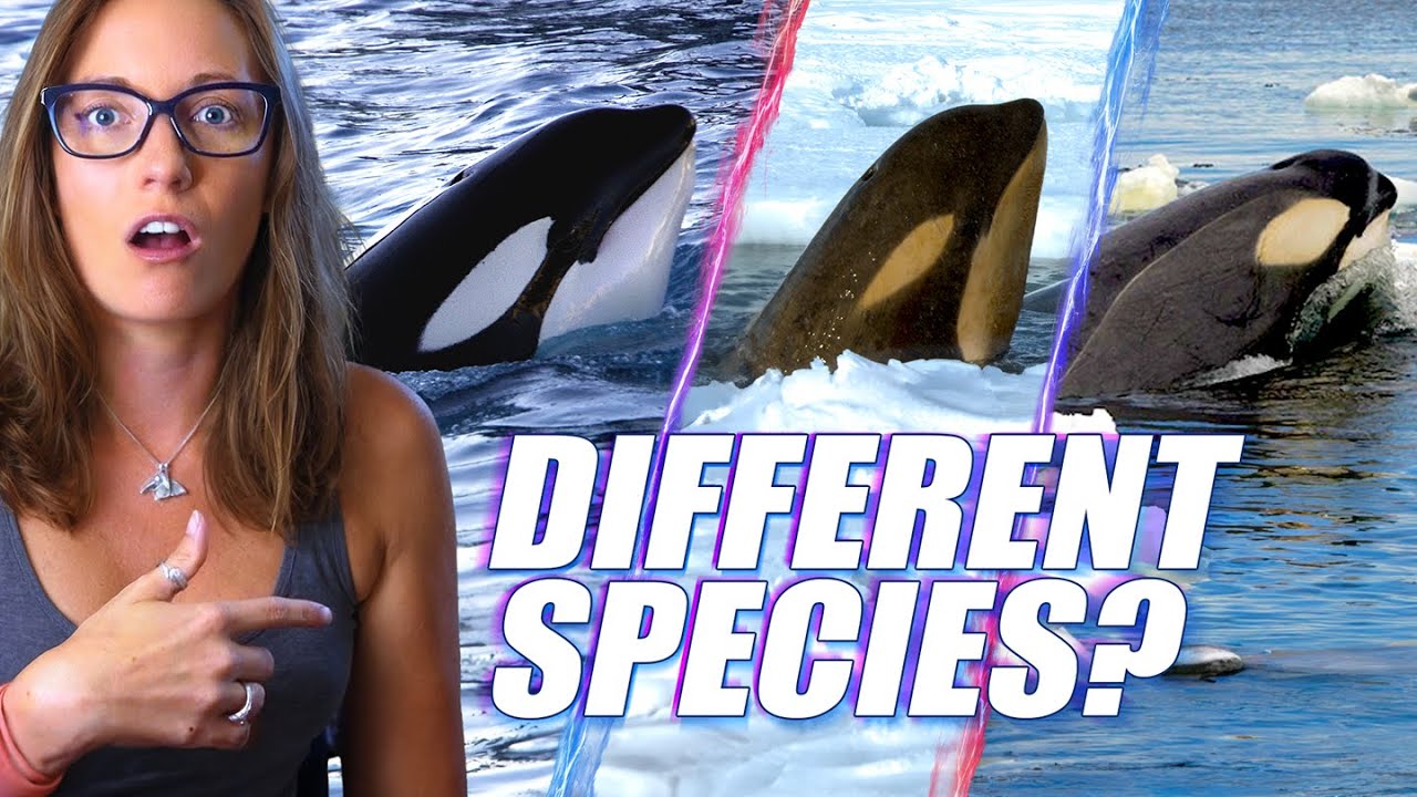 These Orcas Are So Different They Might Be New Species