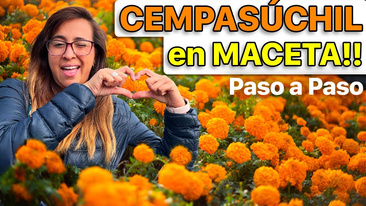 🎃  ¿CÓMO y CUÁNDO SEMBRAR la flor de CEMPASÚCHIL? 🪴 (Datos curiosos que tienes que saber)