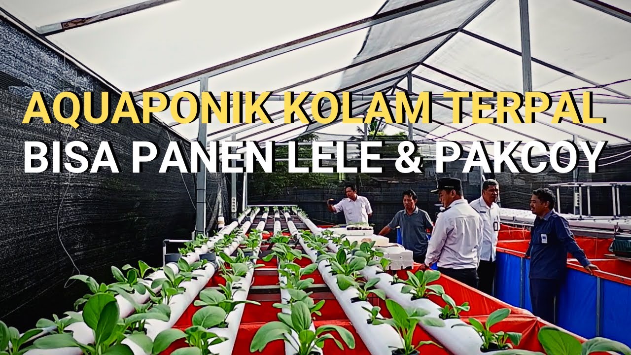 Aquaponik Kolam Terpal | STIMULAN 2022 BONTANG