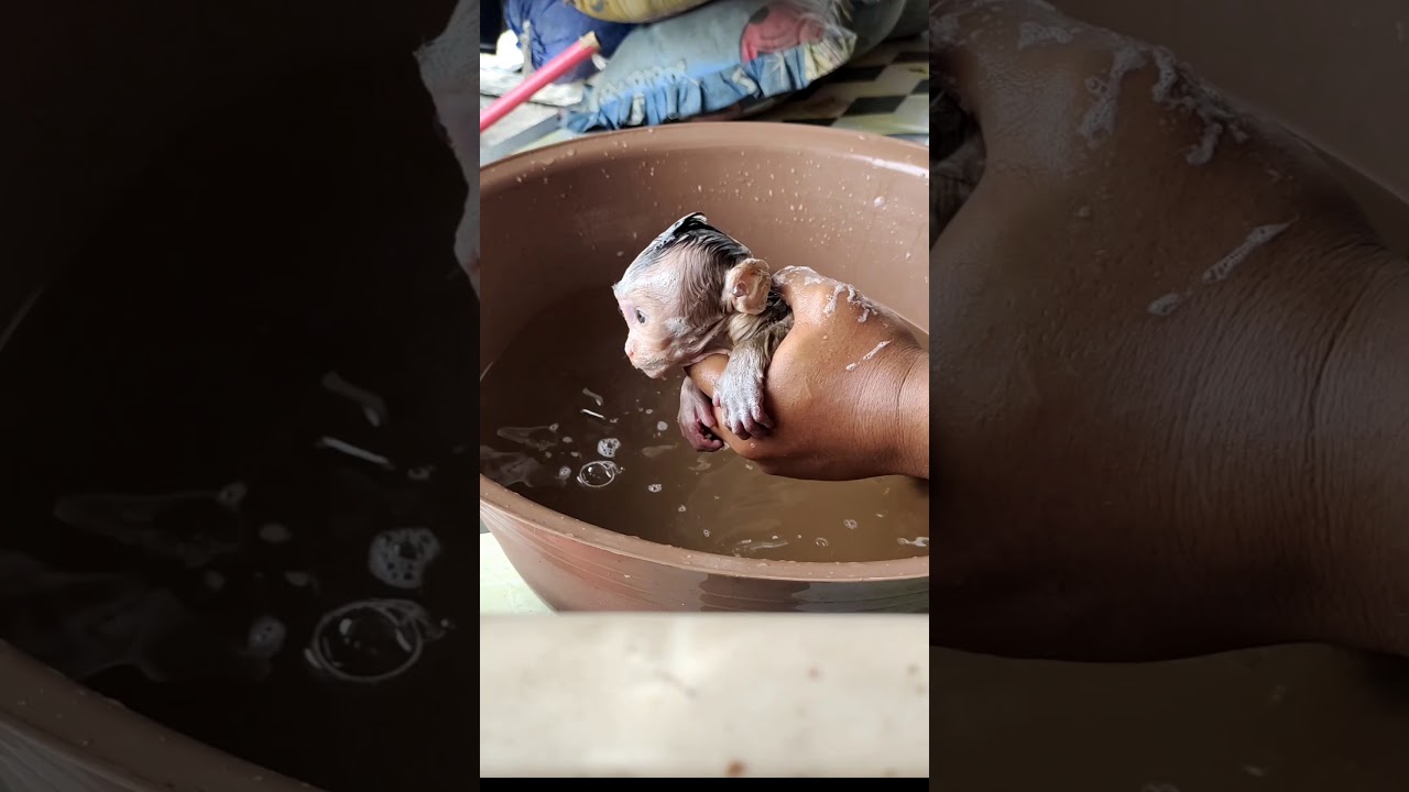 CARA MANDIIN BABY MONPAI AGAR CEPAT JINAK