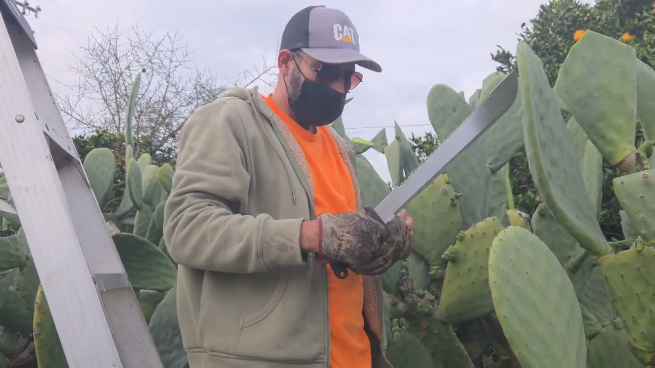 Podando los nopales de leno