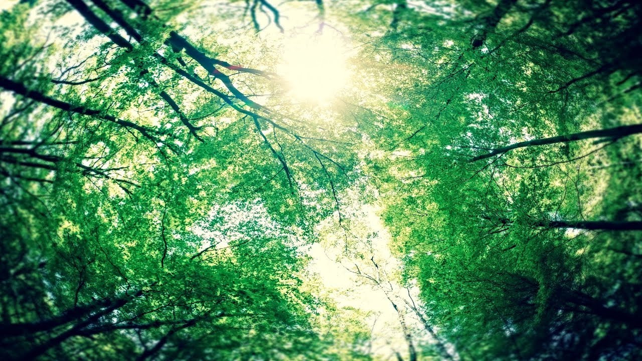 BRDGES - Warm Forest [Future Garage]